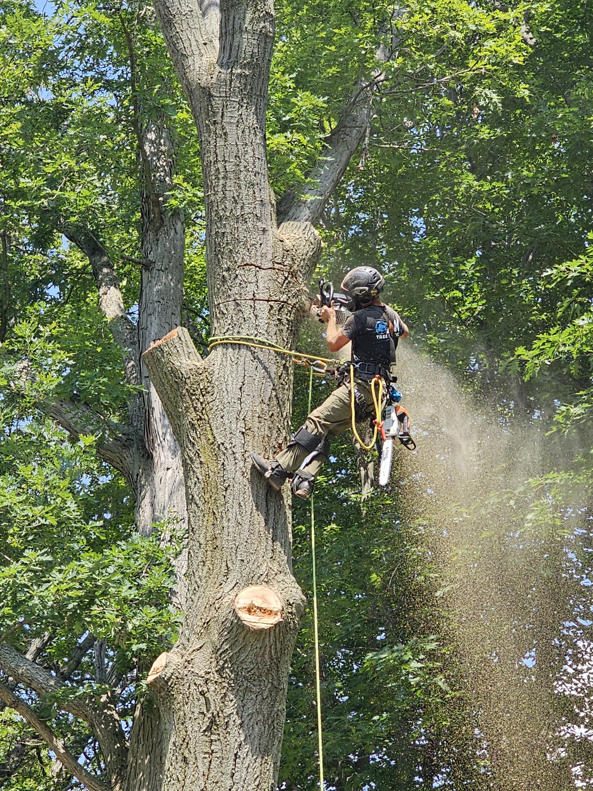 Tree Work Picture