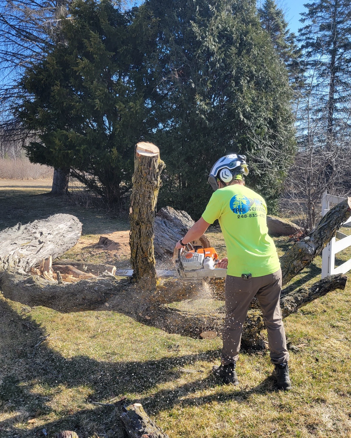 Tree Work Picture